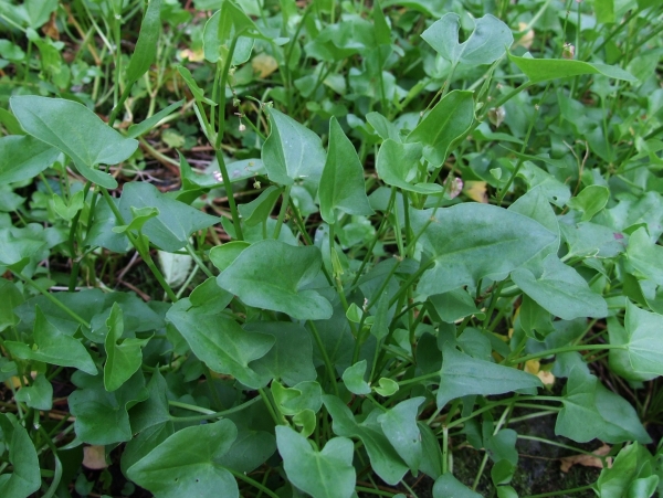 French Sorrel Rumex scutatus Growing in the ground