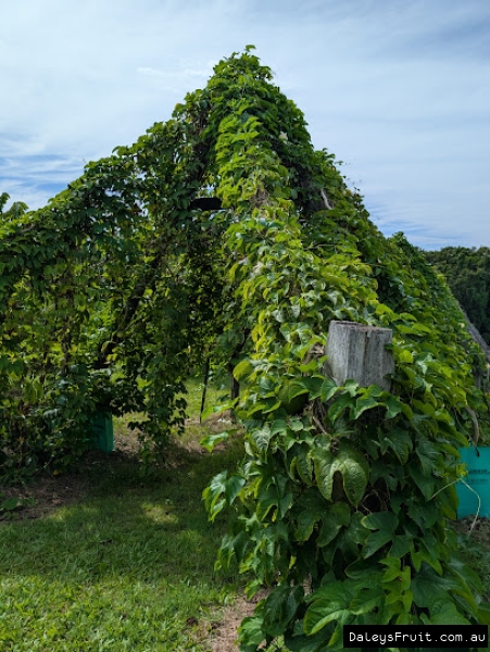 Gac Vine on strong trellis