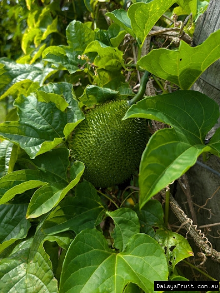 Unripe Gac fruit on strong trellis