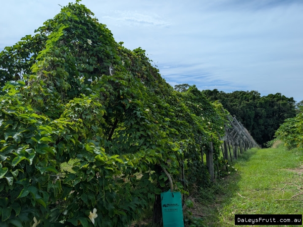 Gac Vine on strong trellis