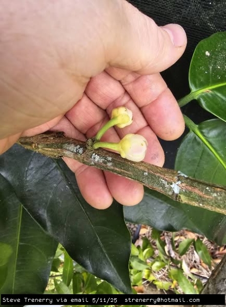 Developing Female flowers on a Russels Sweet plant