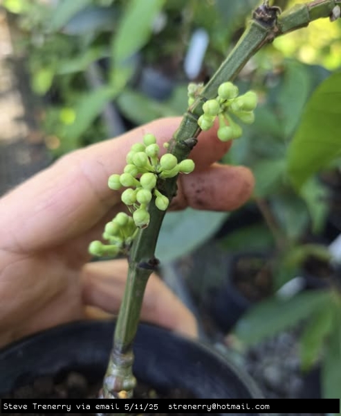 Male flowers developing on a young Russel Sweet Garcinia