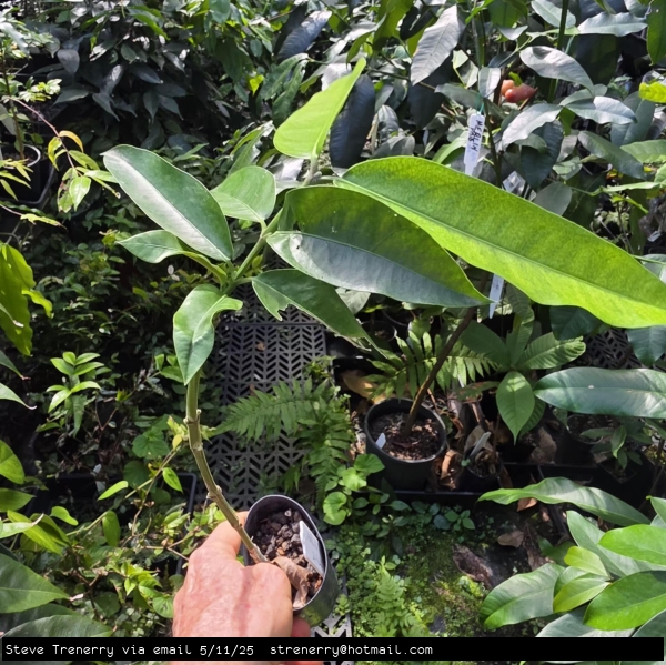 Young grafted Russels Sweet Garcinia
