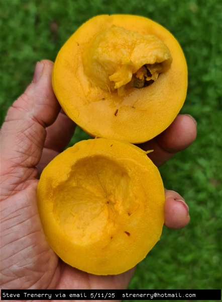 Halved fruit of a perfectly ripe bright yellow Russel Sweet Garcinia