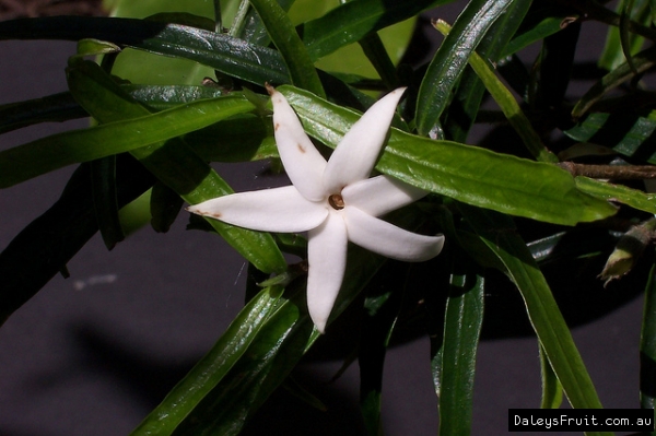 Narrow leaved gardenia Atractocarpus chartacea