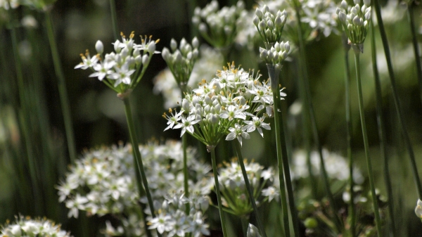 Garlic chives - Allium tuberosum