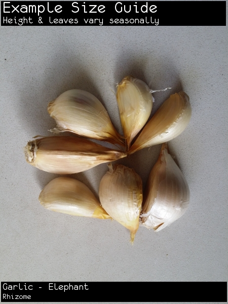Garlic - Elephant For Sale
