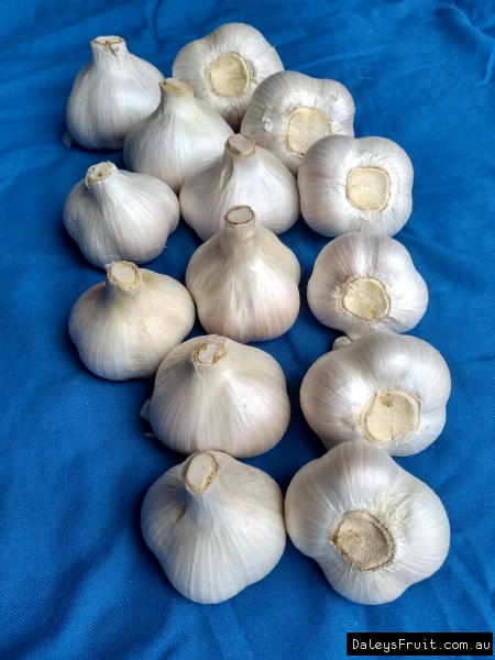 Elephant Garlic harvested and prepared ready for the markets