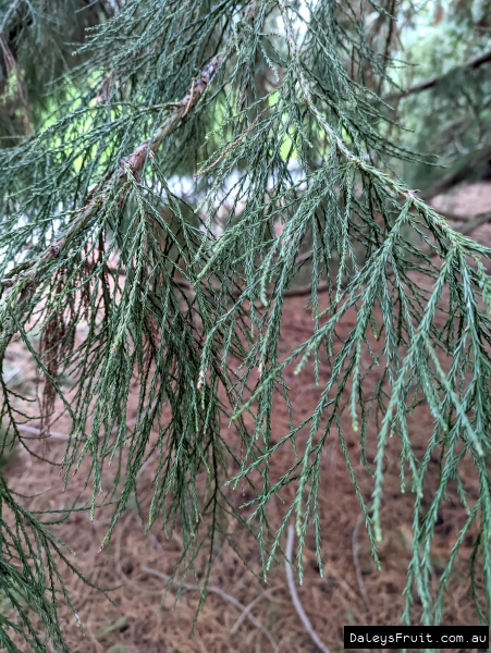 What the leaves look like from the Giant Redwood Sequoiadendron giganteum
