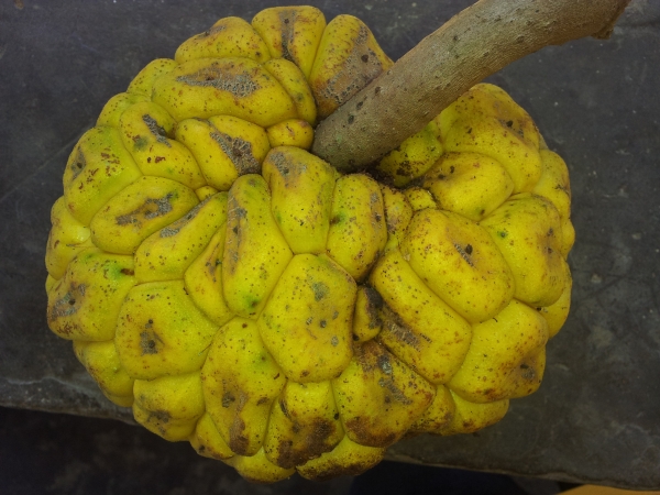 Giant Yellow Mulberry fruit