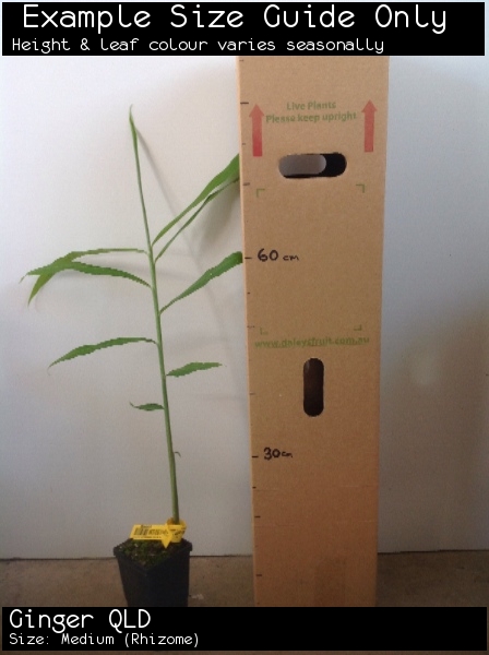 Ginger QLD For Sale (Size: Medium) (Rhizome)