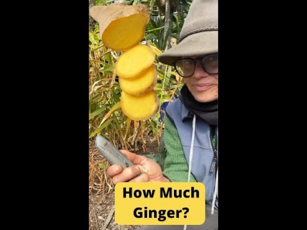 YouTube: How much ginger can you get when grown in a bonsai bag.