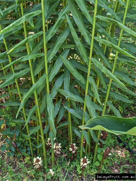 The Cassumunar Ginger Plant