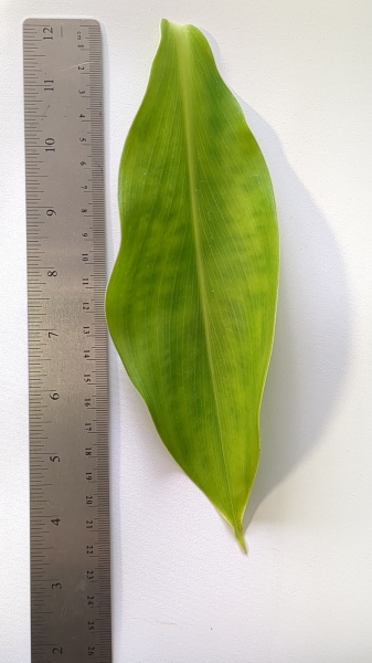 Leaf of the Ginger - Red Spiral