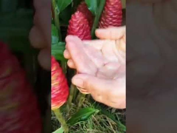 Shampoo Ginger being used like a sponge