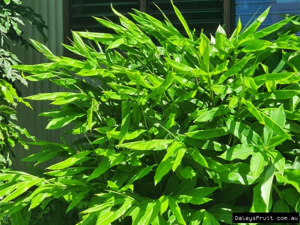 Growth Habit of the Shampoo Ginger