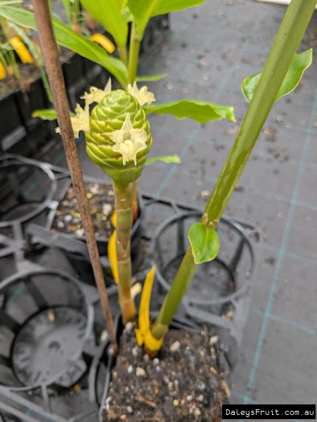 Developing Shampoo Ginger flower before turning red