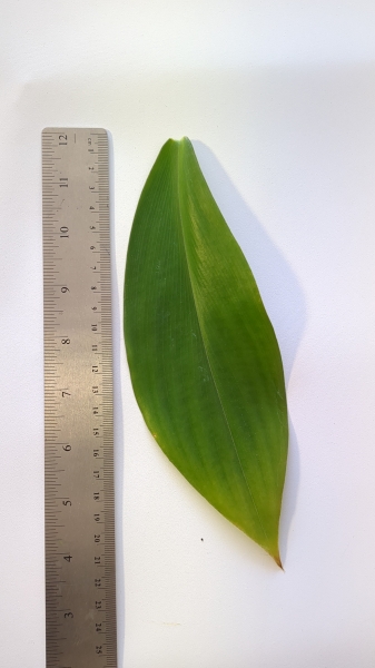 Leaf of the Ginger - Spiral 'Belize'