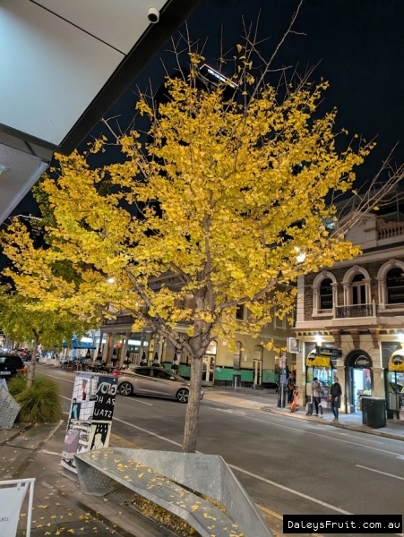 Ginkgo in full colour in Adelaide