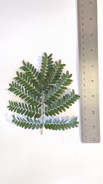 Leaf of the Gleditsia - Ruby Lace