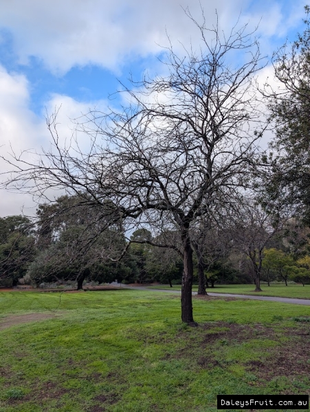 Gleditsia in Adelaide Botanic Gardens (May not be exact variety)
