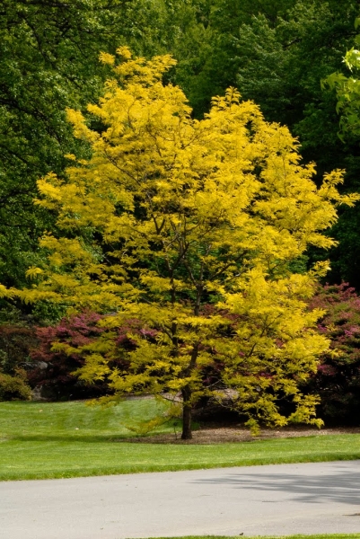 Gleditsia Sunburst in Yellow flower