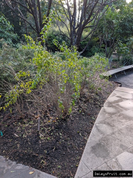 Goji going deciduous in Adelaide Botanic Gardens