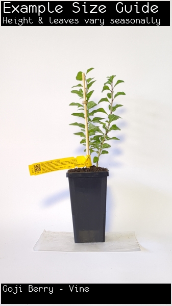 Goji Berry - Vine For Sale