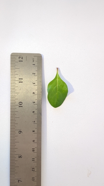Leaf of the Goji Berry - Vine