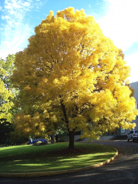 Golden Ash Fraxinus oxycarpa