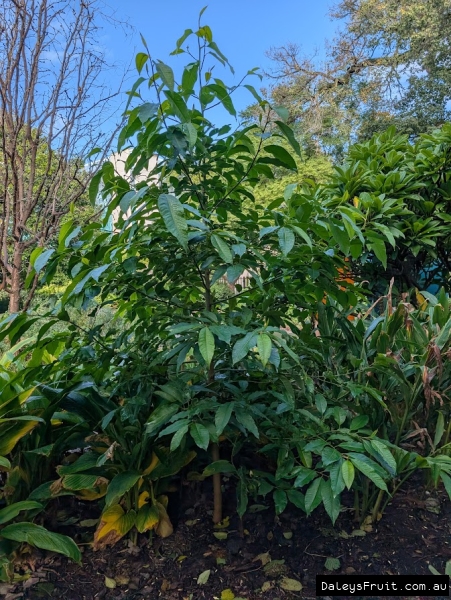 Young Champaca tree in Adelaide Botanic Gardens