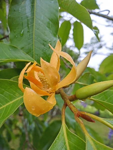 A spectacular flowering feature tree, the Golden Champaca has stunning golden orange blooms.