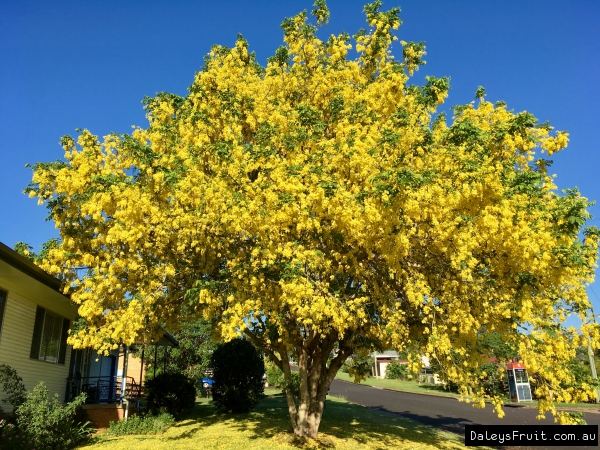 Golden deals shower tree