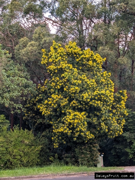 A full flowerred tree of yellow Golden Penda blossoms