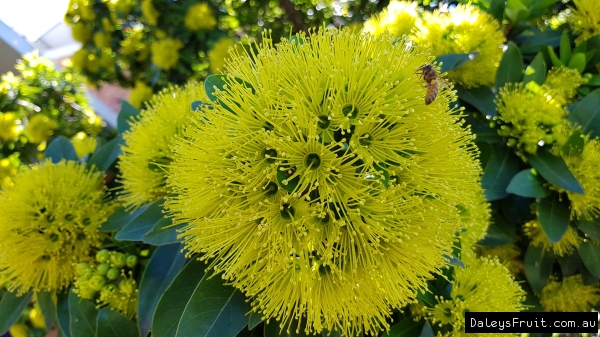 Close up the vibrant Golden Penda with a bee