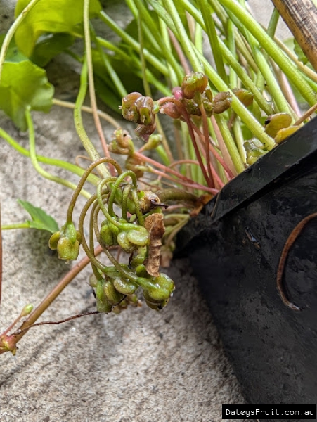 Gotu Kola seed and flower development on small stock pot in the nursery