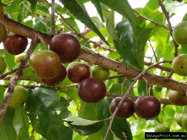 Governors Plum on tree