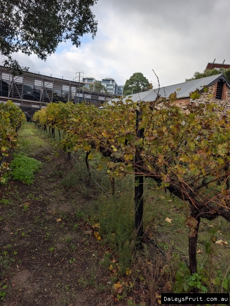 Sauvignon Blanc Grape in Adelaide Botanic Gardens