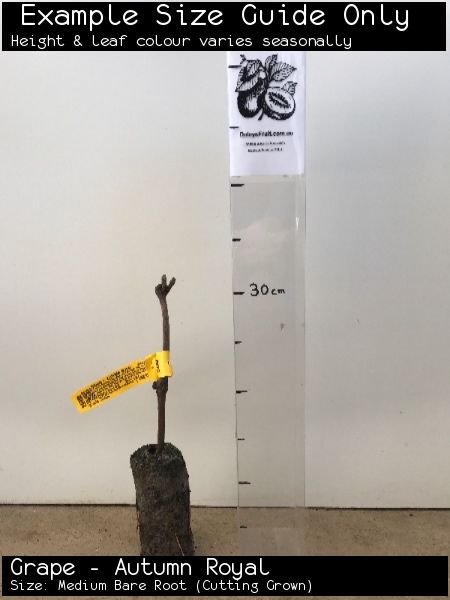 Grape - Autumn Royal For Sale (Size: Medium Bare Root) (Cutting Grown)