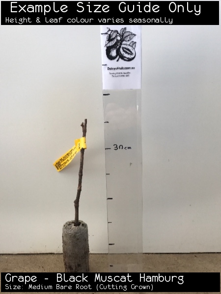 Grape - Black Muscat Hamburg For Sale (Size: Medium Bare Root) (Cutting Grown)