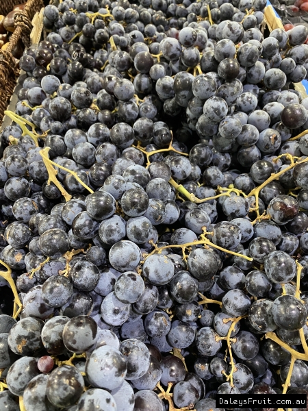 Ripe and ready Black Muscat Hamburg grapes