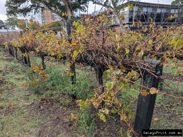 Deciduous Cabernet Sauvignon Grape in Adelaide Botanic Gardens