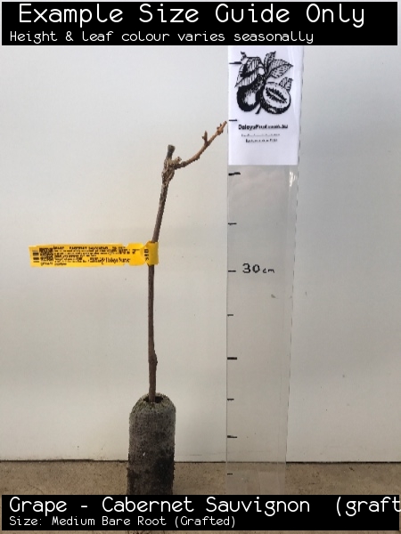Grape - Cabernet Sauvignon (grafted) For Sale (Size: Medium Bare Root) (Grafted)