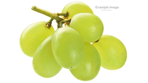 Example Green Grape Image Not Exact Variety
