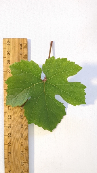 Leaf of the Grape - Chardonnay