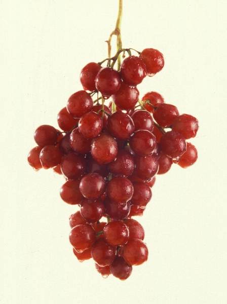 Grape Flame Seedless (Fruits Early) Tree - Vitus vinifera