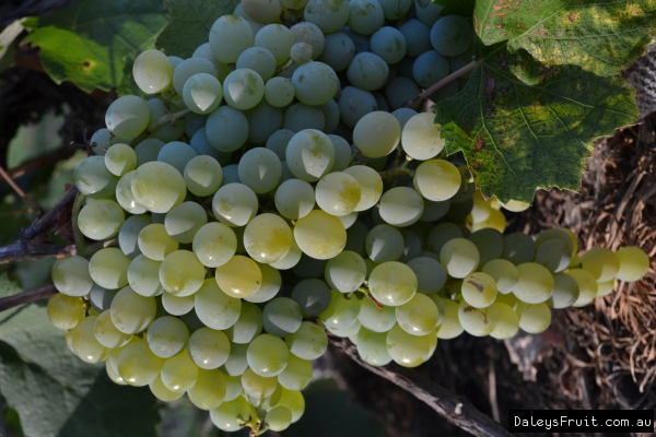 Golden Muscat Bunch of grapes growing on the vine ready to pick