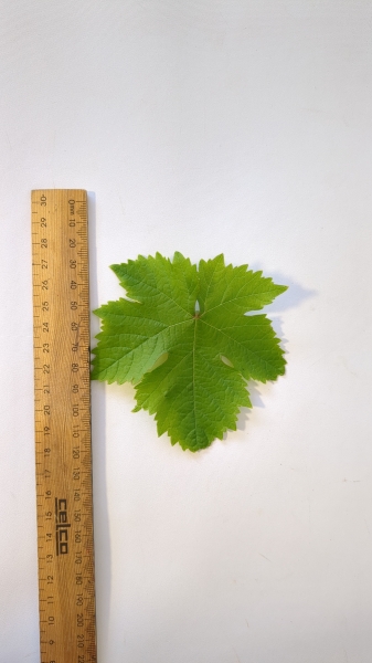 Leaf of the Grape - Gordo Blanco