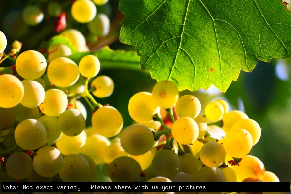 Blanco Grapes not exact variety