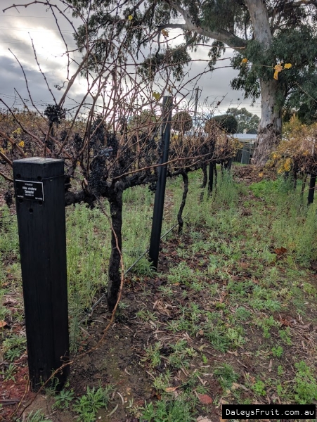 Deciduous Grenache Grape in Adelaide Botanic Gardens